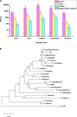 Genetic Basis of High-Pressure Tolerance of a Vibrio parahaemolyticus Mutant and Its Pathogenicity